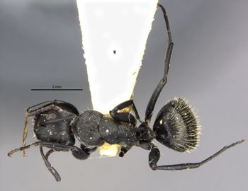 Media type: image;   Entomology 29519 Aspect: habitus dorsal view